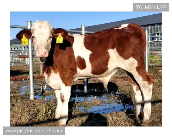 详细解析尊龙凯时官方地址的优势和特点